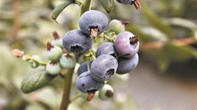 国产蓝莓“上位” 味美价廉惹人爱