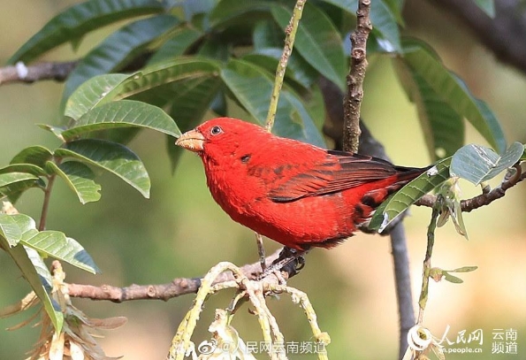 血雀现身云南高黎贡山 广州日报大洋网