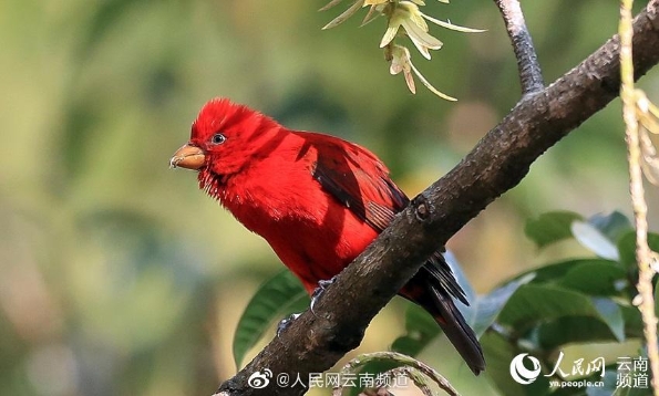 血雀现身云南高黎贡山 广州日报大洋网