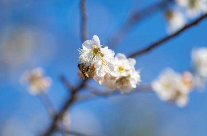 流溪河畔梅花开皑皑一片香雪海 广州日报大洋网