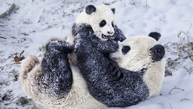 萌翻了！大熊猫雪中撒欢