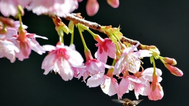 福州森林公园阳光在线 樱花绽放