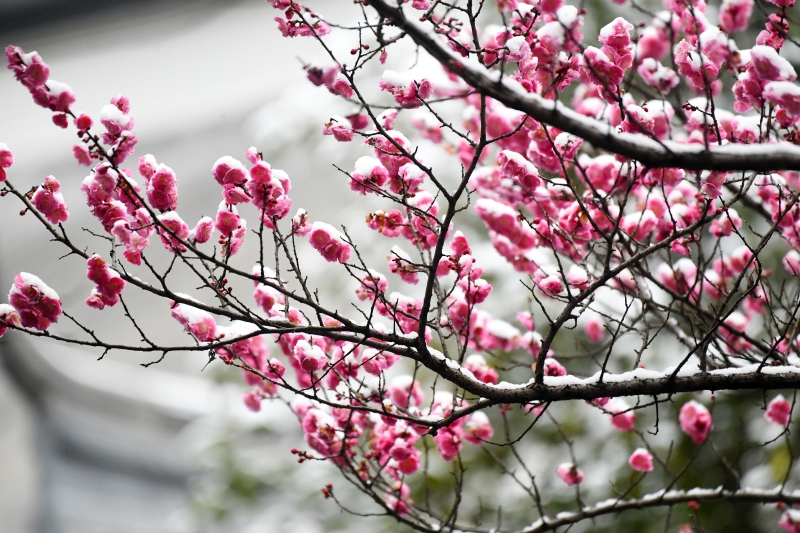 贵州仁怀 雪落梅花开 广州日报大洋网
