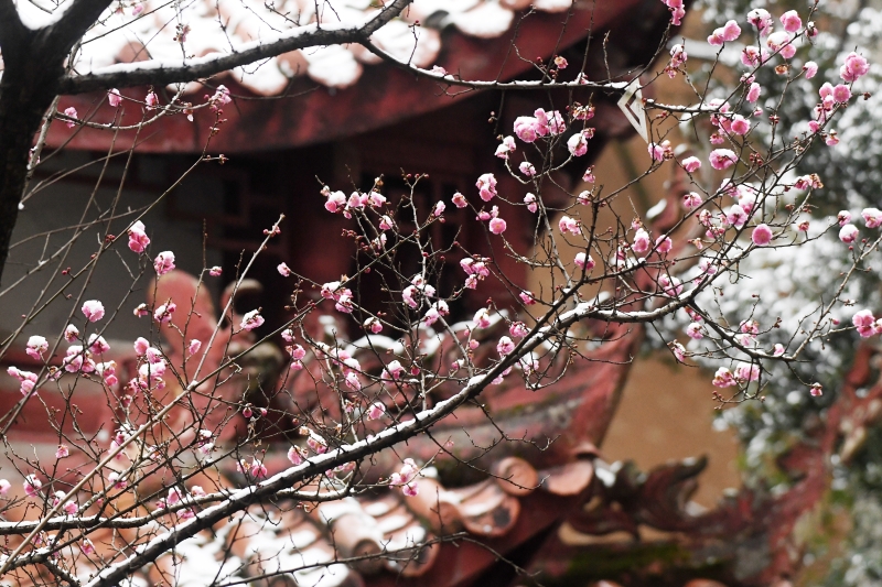 贵州仁怀 雪落梅花开 广州日报大洋网