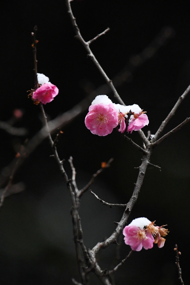 贵州仁怀 雪落梅花开 广州日报大洋网