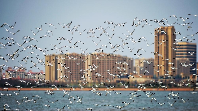 成群鷸鳥飛抵青島海岸 巍巍壯觀