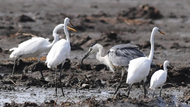 山东青岛：恢复滩涂生态 助力候鸟越冬
