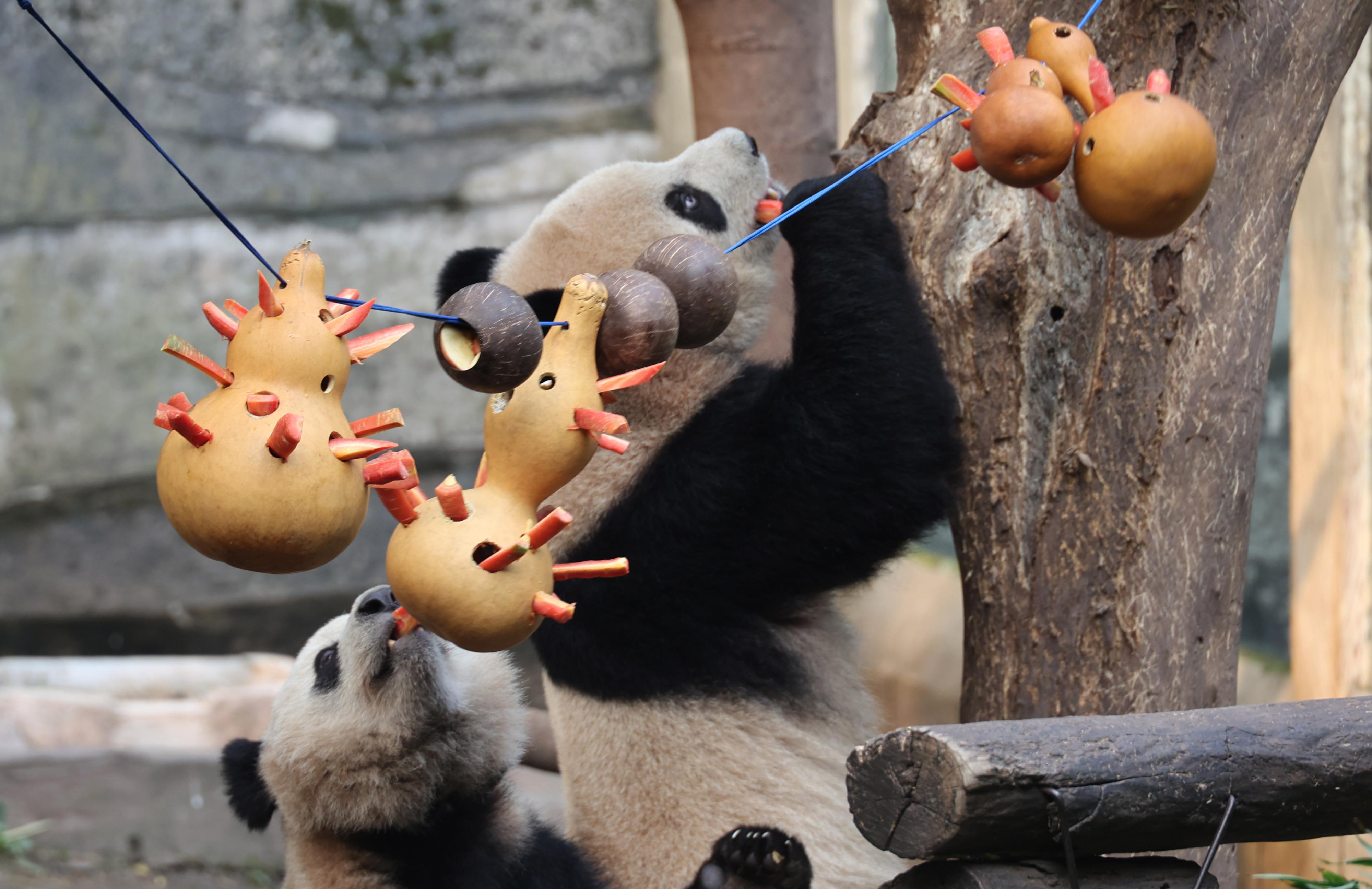 熊猫宝宝享用“元宵大餐”