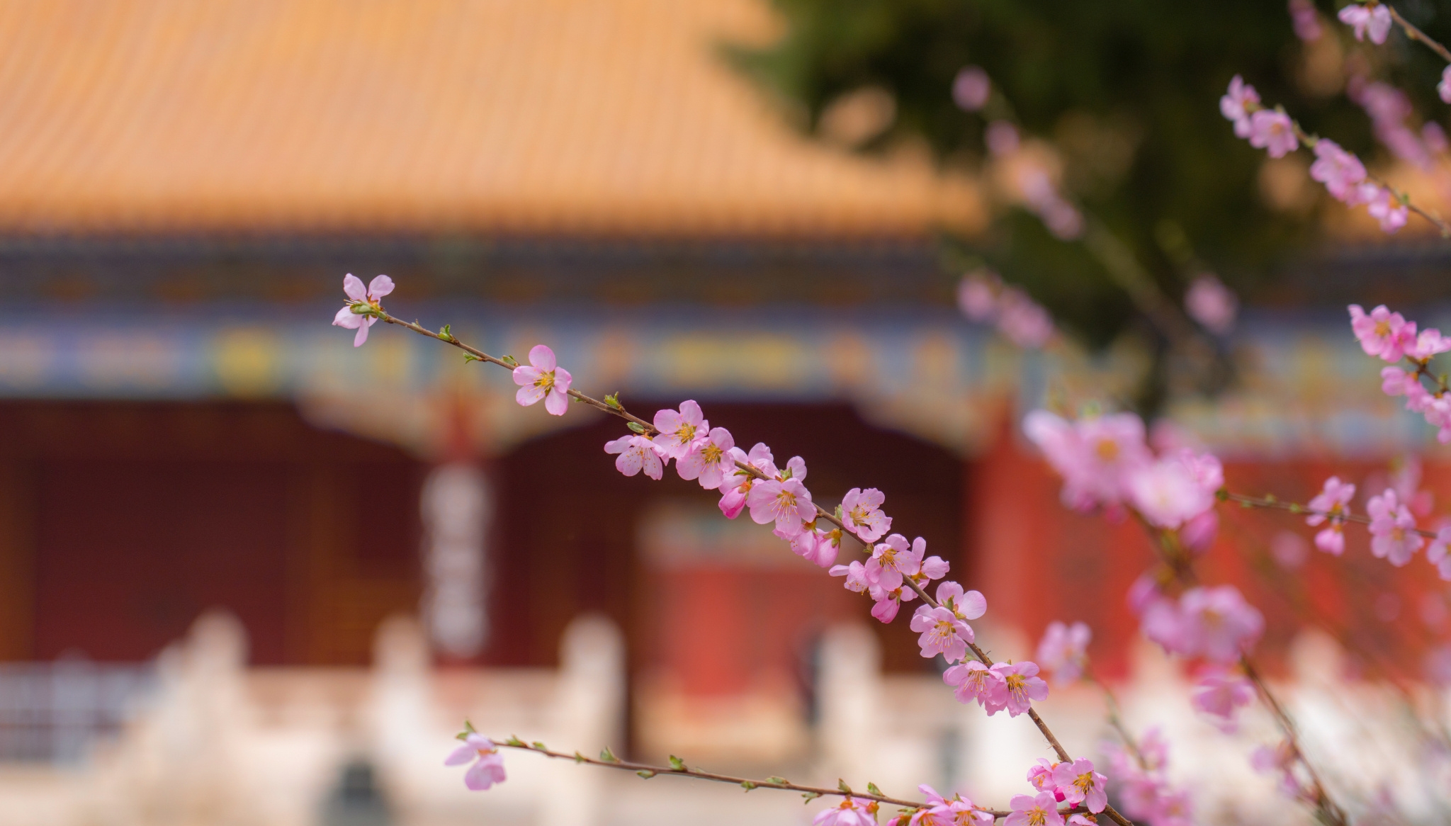 北京：故宫榆叶梅盛开 花朵层层叠叠簇拥枝头