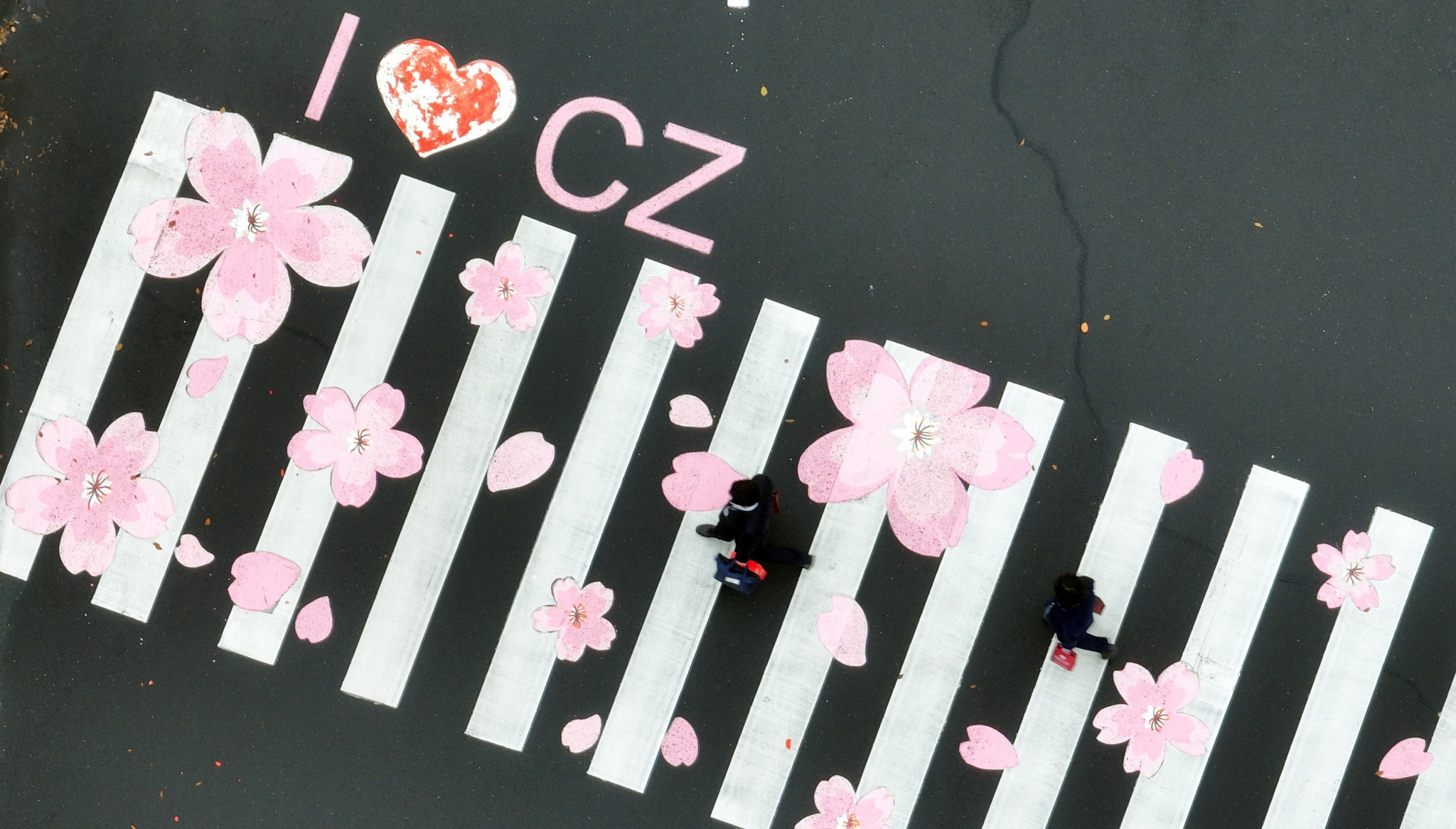 江苏常州：粉色樱花斑马线亮相街头