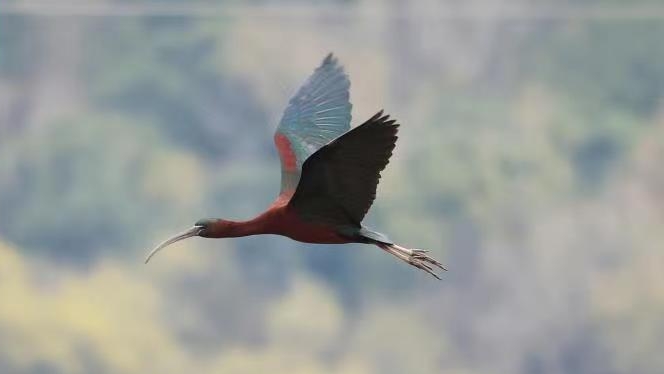 一度绝迹的珍稀鸟类彩鹮首次现身浙江舟山