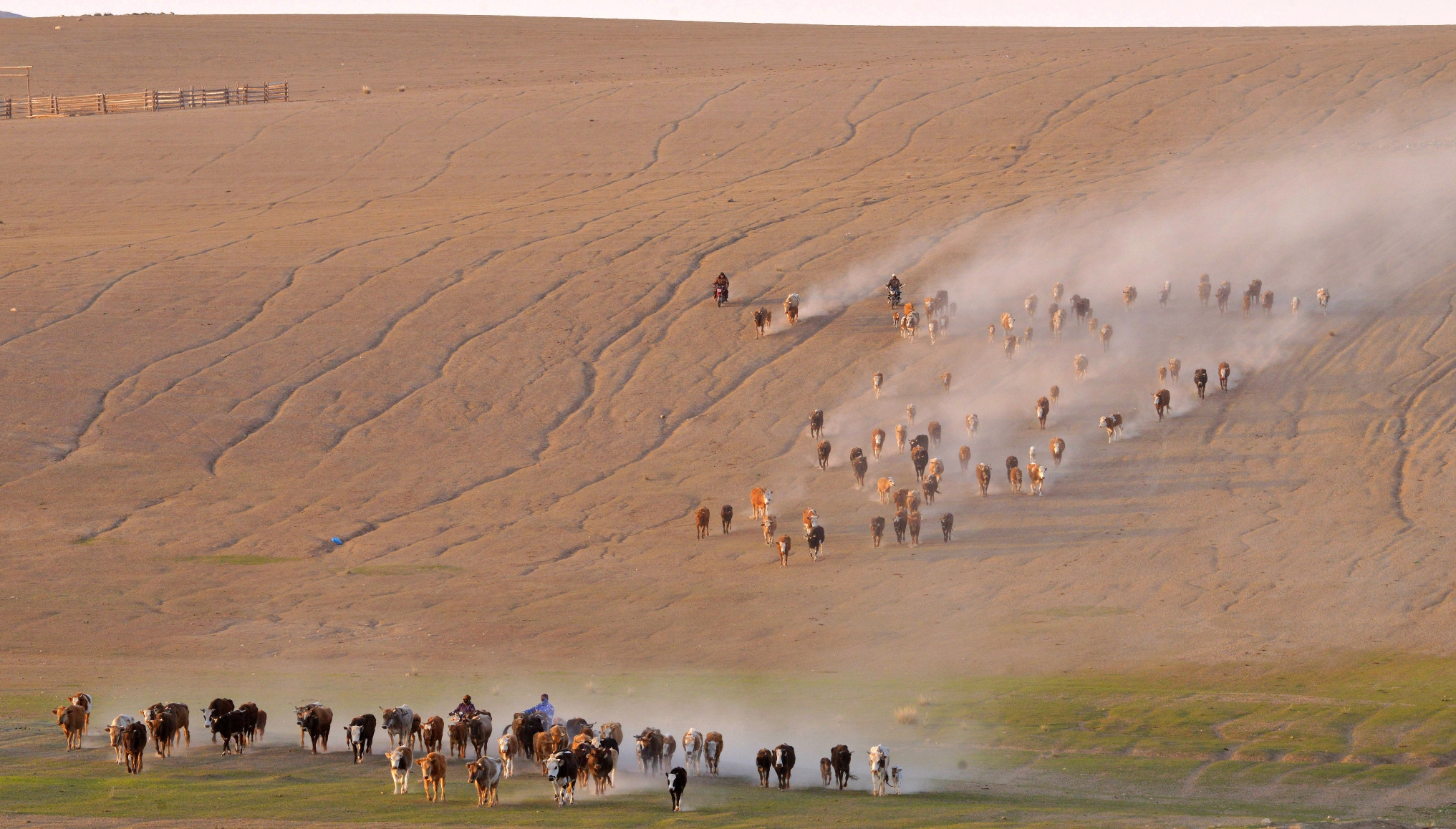 新疆阿勒泰：牧民牧场放牧