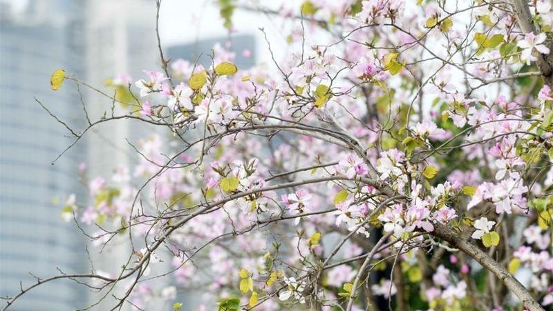 海珠环岛路上紫荆花盛开