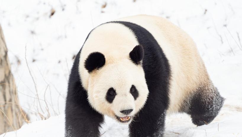 大熊猫“萌萌”雪地漫步