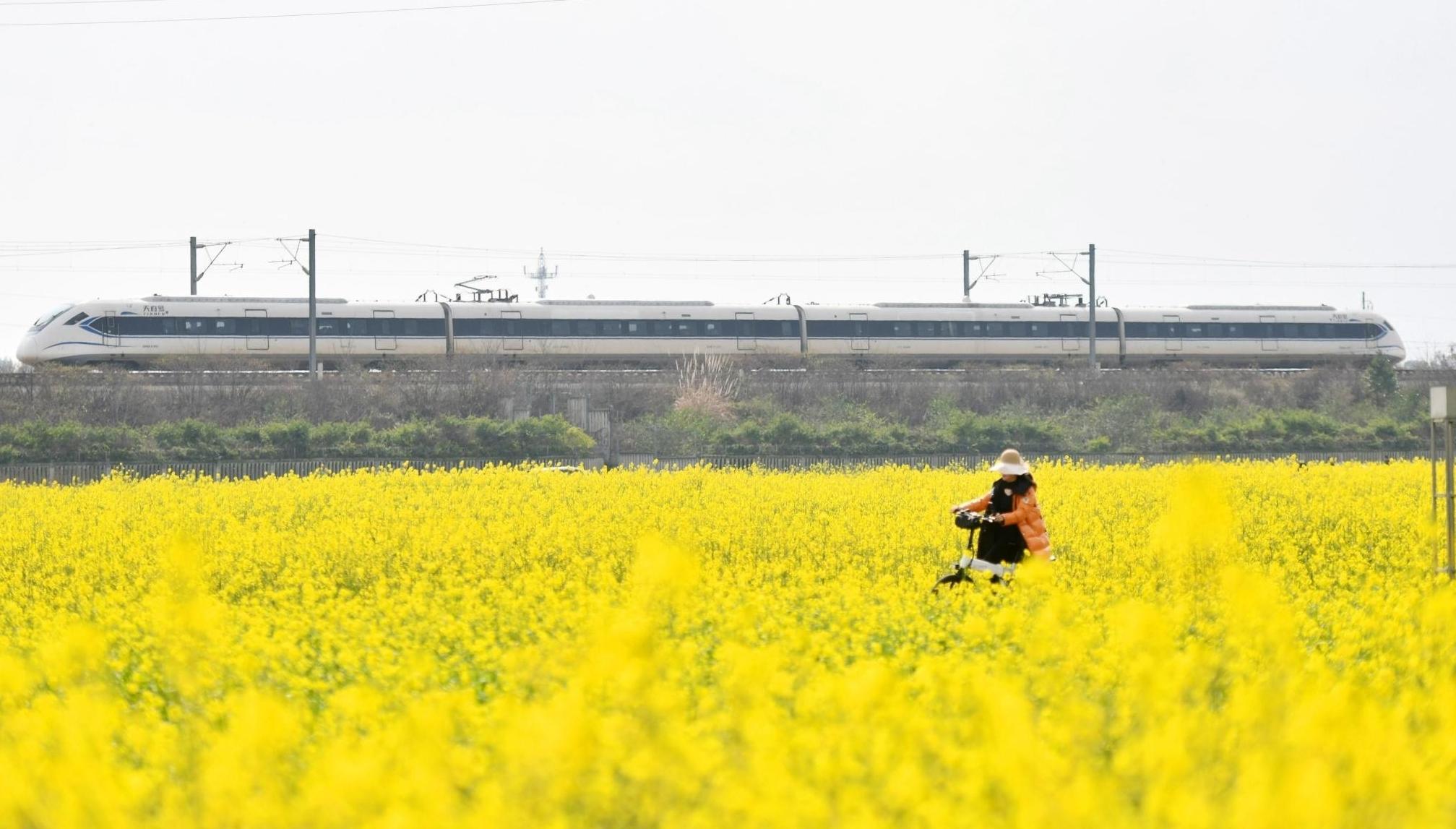 成都平原油菜花盛开 游客打卡“开往春天的列车”