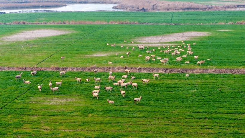 江苏盐城：条子泥湿地生态和谐 麋鹿种群数量稳步增长