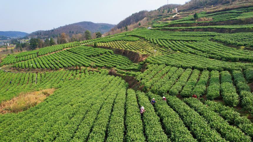 贵州金沙：16万亩春茶抢“鲜”采