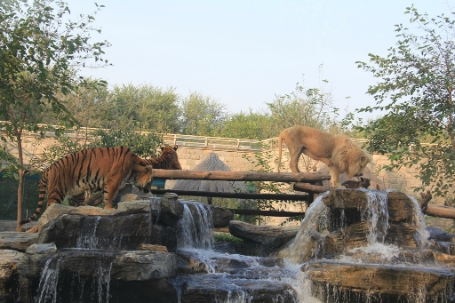 小狗撵着狮子 老虎跑 它不怕被吃掉 野生动物园回应 广州日报大洋网 小狗撵着狮子 老虎跑 它不怕被吃掉 野生动物园回应 广州日报大洋网