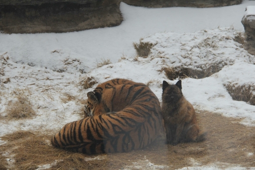 小狗撵着狮子 老虎跑 它不怕被吃掉 野生动物园回应 广州日报大洋网 小狗撵着狮子 老虎跑 它不怕被吃掉 野生动物园回应 广州日报大洋网