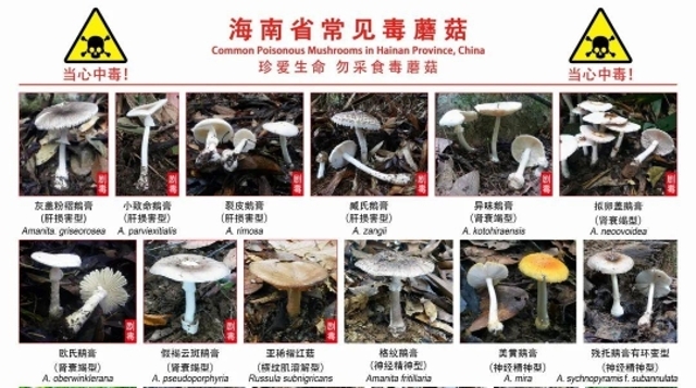 海南将进入高温多雨季 这36种常见毒蘑菇请勿采食