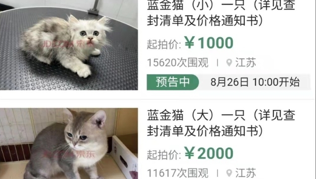 江苏司法拍卖12只小猫引网友关注，原因是原主人欠款不还