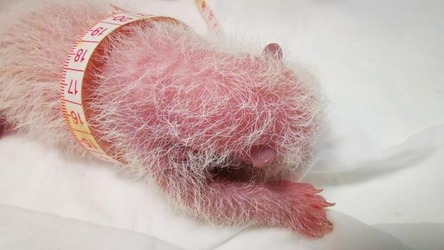 刷新纪录！全球最重熊猫宝宝在卧龙神树坪诞生