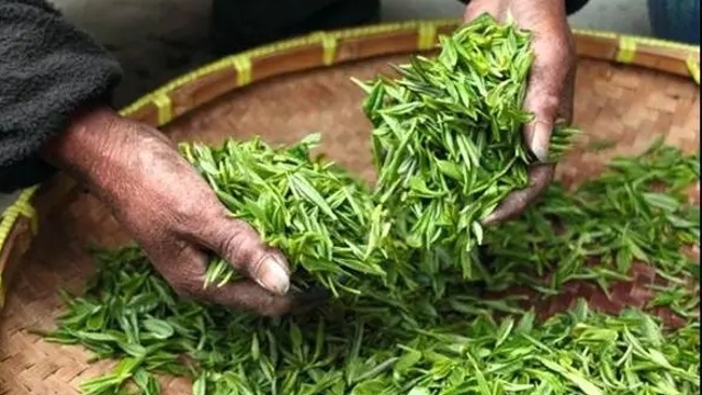 祝贺！“中国传统制茶技艺及其相关习俗”申遗成功