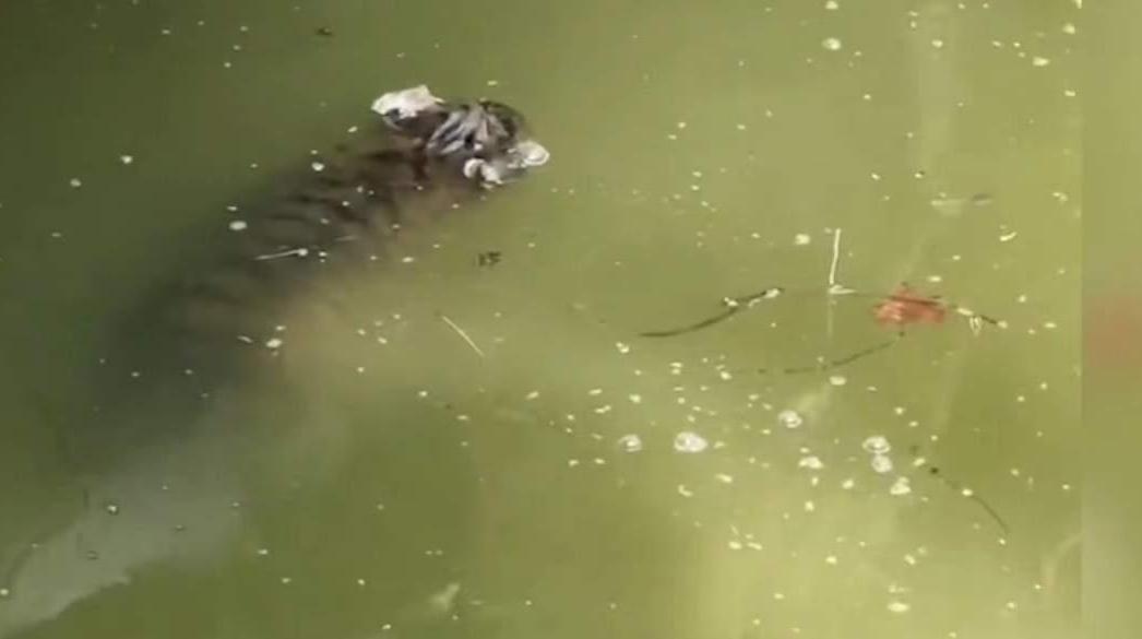 上海动物园一幼虎溺亡，园方回应事故原因