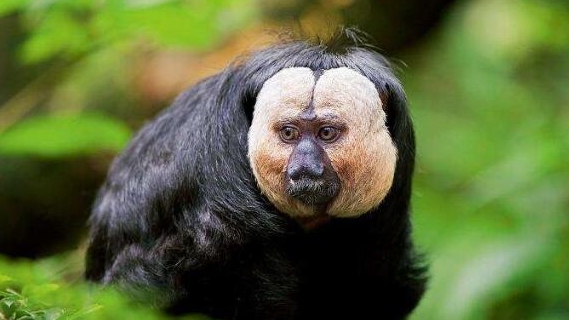 白面僧面猴长相"炸裂",动物园回应:长得很乖巧