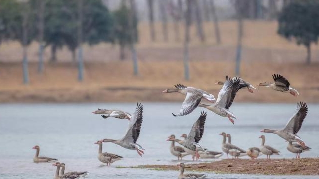 湖北宜昌：生态保护让珍稀鸟类数量成倍增加