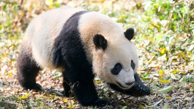熊猫“宝新”因急性重症胰腺炎造成多器官衰竭离世