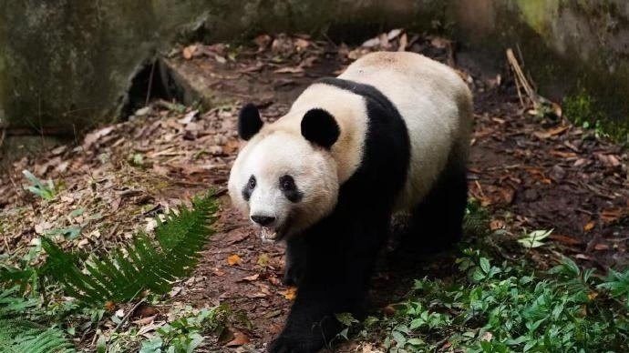 大熊猫“香香”隔离检疫期结束，未来将与公众见面