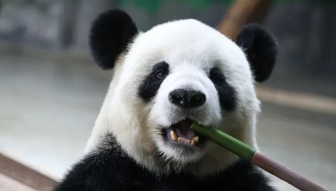 山东大熊猫“银柯”消瘦乞食？官方回应来了