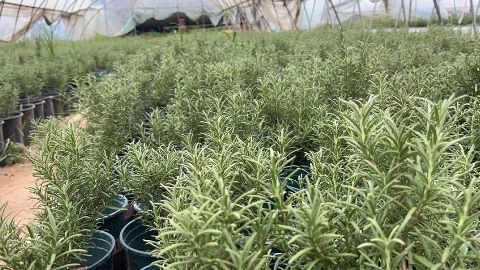 七夕鲜花销售额涨幅超300%，年轻人更偏爱新奇有趣的花