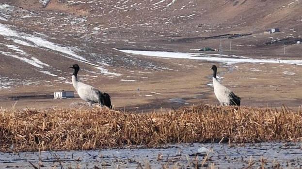 今年首批黑颈鹤飞抵隆宝滩国际重要湿地