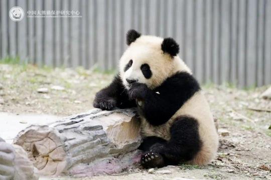 2022年出生大熊猫“青糍”因患罕见肠梗阻并发肠套叠死亡