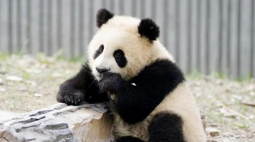 大熊猫“青糍”因患罕见肠梗阻并发肠套叠死亡