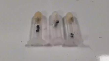 南京海关查获活体蚂蚁3只 属外来物种