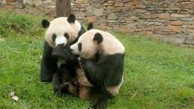 男子盗采竹笋并投进大熊猫室外运动场，被终身禁入