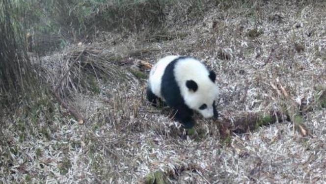 四川芦山红外相机拍到大熊猫等多种野生动物影像