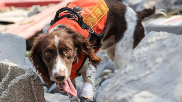 今天是国际搜救犬日，来看一只小狗是怎样成为搜救犬的