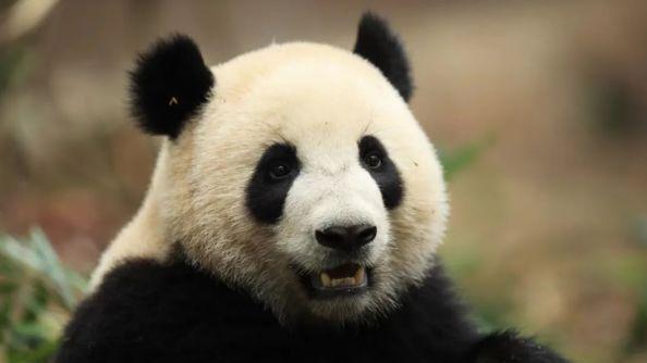 大熊猫“金喜”“茱萸”启程赴西班牙 将旅居十年