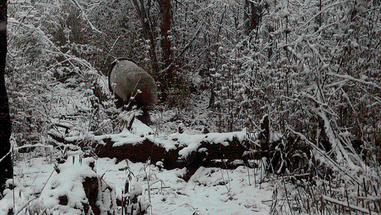 国内首次在同一地点拍摄到5只不同野生大熊猫个体