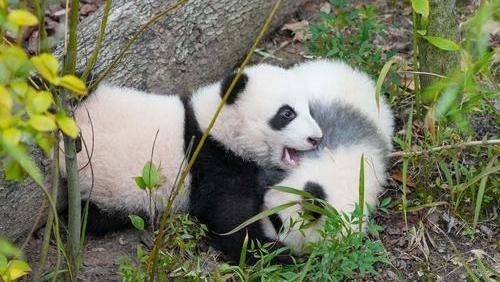 守护“国宝” ，大熊猫圈养种群数量达808只