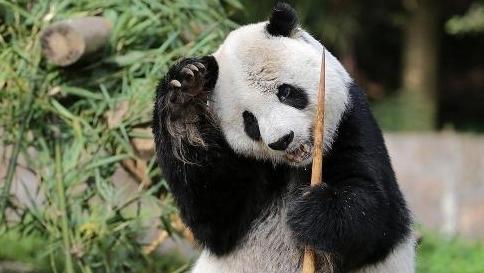 33岁大熊猫“高高”去世，曾旅美15年