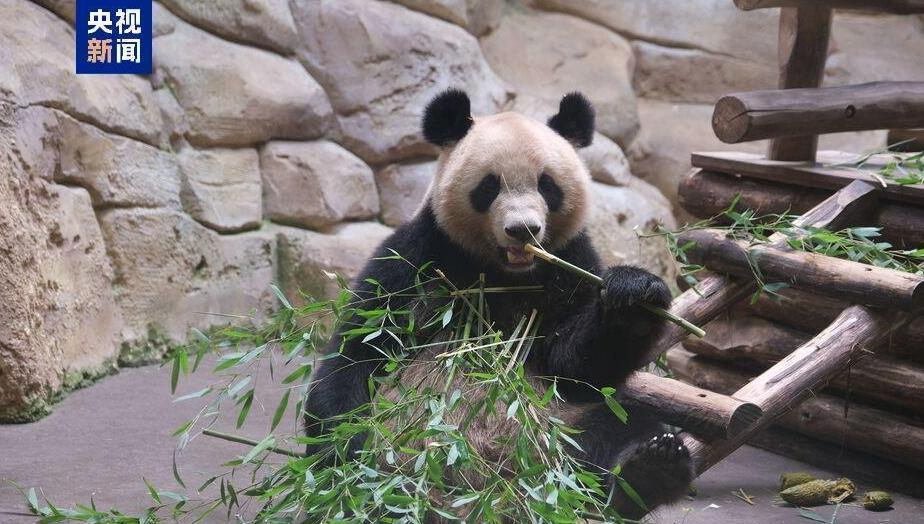 新一对中国大熊猫计划2027年落户法国