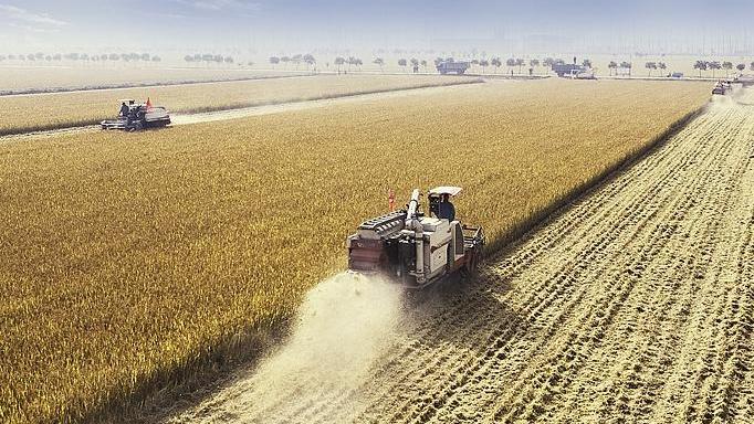 2025年全国粮食总产量14298亿斤 增长1.2%