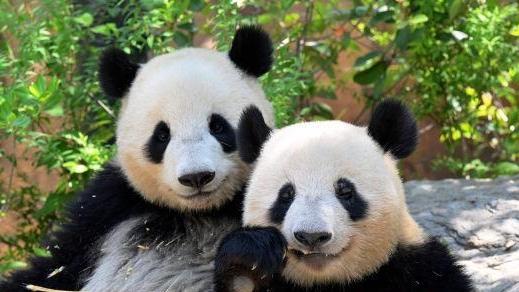 两只旅日大熊猫“晓晓”“蕾蕾”明年1月回国