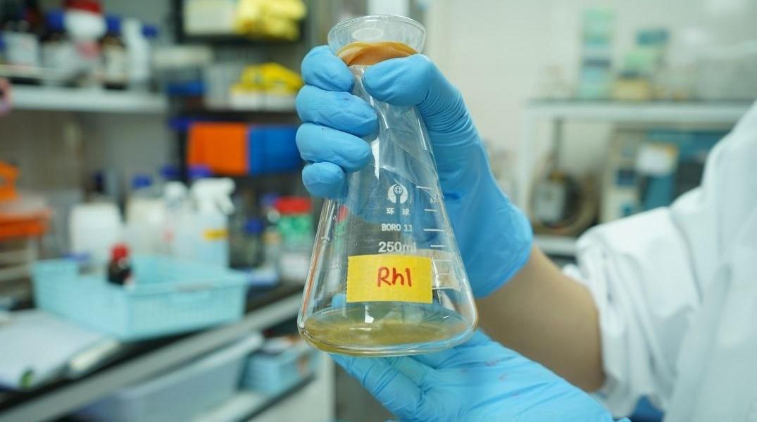 科技周刊 | 廉价红藻变身人参皂苷