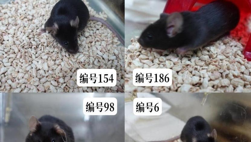 舒克贝塔？1耗2耗？“飞天小鼠”名字揭晓